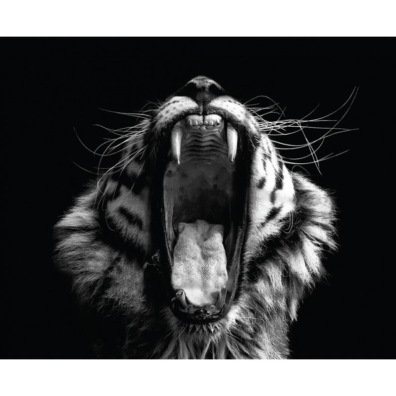 Tableau Tigre Noir et Blanc 40 X 50 - BeMyWall