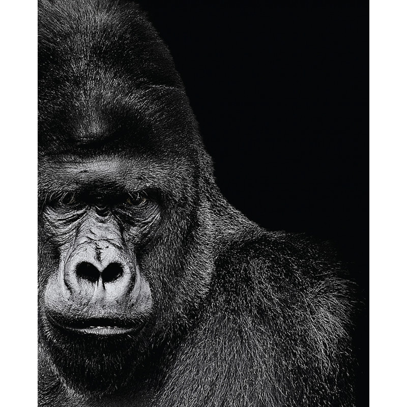 Tableau Gorille Noir et Blanc –